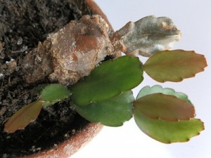 kaktus