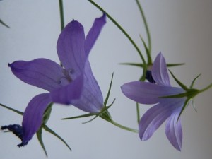zvonek 1